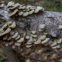 Под водой :: Евгений Тарасов 