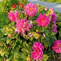 Городские цветы. :: Мария Васильева