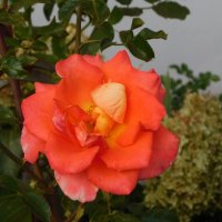 Оранжевая роза флорибунда :: Наиля 