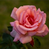 **** :: Ирина С