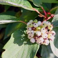 Белый дерен (свидина) :: Veera V