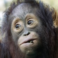 ***** :: Андроник Александр 