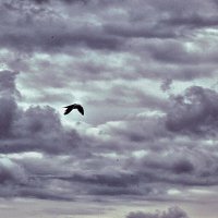 Сентябрь..Чайка буревестник над Обью! :: Владимир 