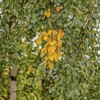 Пряди осени :: Валерий Иванович