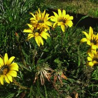 Солнечный букетик :: Людмила Смородинская Солнечный букетик :: Людмила Смородинская