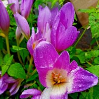 По имени "безвременник".. :: Vladimir Semenchukov