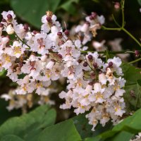 Катальпа :: Игорь Сикорский