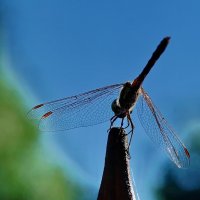 *** :: Николай Саржанов