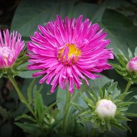 Про цветы осенние.. :: Андрей Заломленков Про цветы осенние.. :: Андрей Заломленков