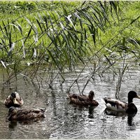 Утки. :: Валерия Комова Утки. :: Валерия Комова