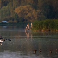 *** :: Владимир Безбородов