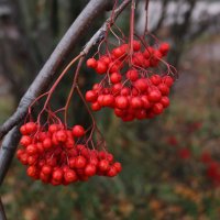 Картинки осени :: Ольга 