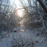 Прогулки :: Anna Ivanova