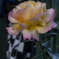 Глория  Дей :: Валентин Семчишин