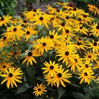 Рудбекия :: Рита Симонова