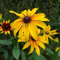 Рудбекия :: Рита Симонова