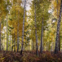 Осенняя березовая роща, где листья сверкают золотом. :: Вадим Басов