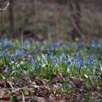 Подснежники :: Дмитрий Курский 