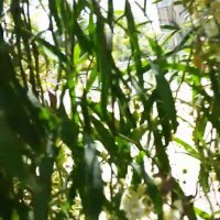 113 (131) :: CLOSE WAYS ALL