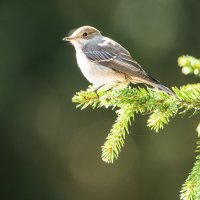 Мухоловка серая. :: Виктор Евстратов