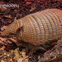 Броненосец :: Михаил Измайлов