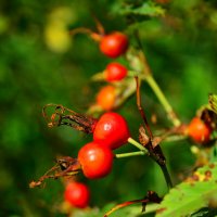 Осенний шиповник. :: Михаил Колосов 