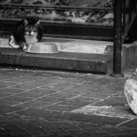 Когда ты сыт. :: alex chernin