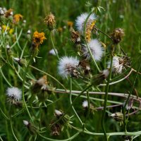 Путаница :: Регина 