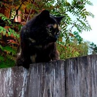 котенок :: Алексей Ильичёв