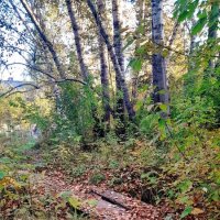 На мосточке осень . :: Мила Бовкун На мосточке осень . :: Мила Бовкун