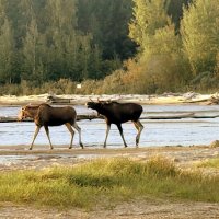 Осенние игры животных . :: Мила Бовкун