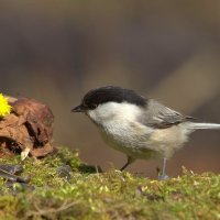 ... :: Вячеслав Минаев