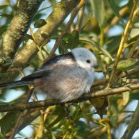 ополовник :: gawrilа - dan