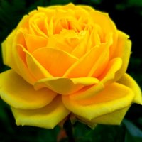 Прекрасная роза :: светлана льдокова