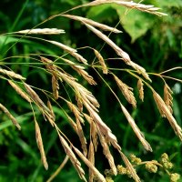 Травинка :: светлана льдокова