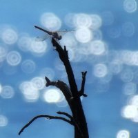 На оз. Плавучее... :: Владимир Шошин На оз. Плавучее... :: Владимир Шошин