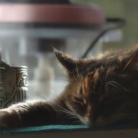 *** :: Сергей Сергеев