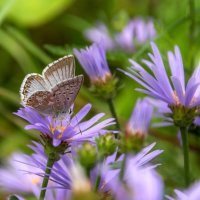 Голубянка :: Наталья Димова