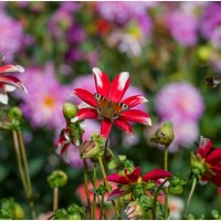 Летние краски... :: Sergey (Apg) Летние краски... :: Sergey (Apg)