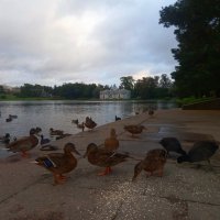 Утки и лысухи :: Сапсан 