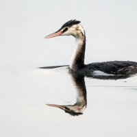 Чомга. :: Владимир Безбородов