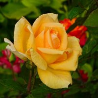 Роза сентября. :: Милешкин Владимир Алексеевич 