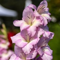 Гладиолус :: Анатолий Шумилин