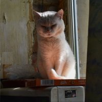 Наш кот :: dindin 