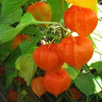 Красота физалиса :: Людмила Смородинская