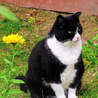 Наблюдает за мной :: Людмила Смородинская Наблюдает за мной :: Людмила Смородинская