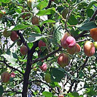 Урожай лета. :: Владимир Драгунский