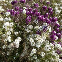 Городские цветы осенью :: Галина Минчук Городские цветы осенью :: Галина Минчук