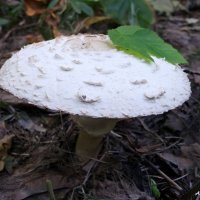 Про лесные зонтики... :: Андрей Заломленков