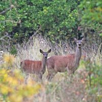Окно в природу. :: Евгений Кузнецов
